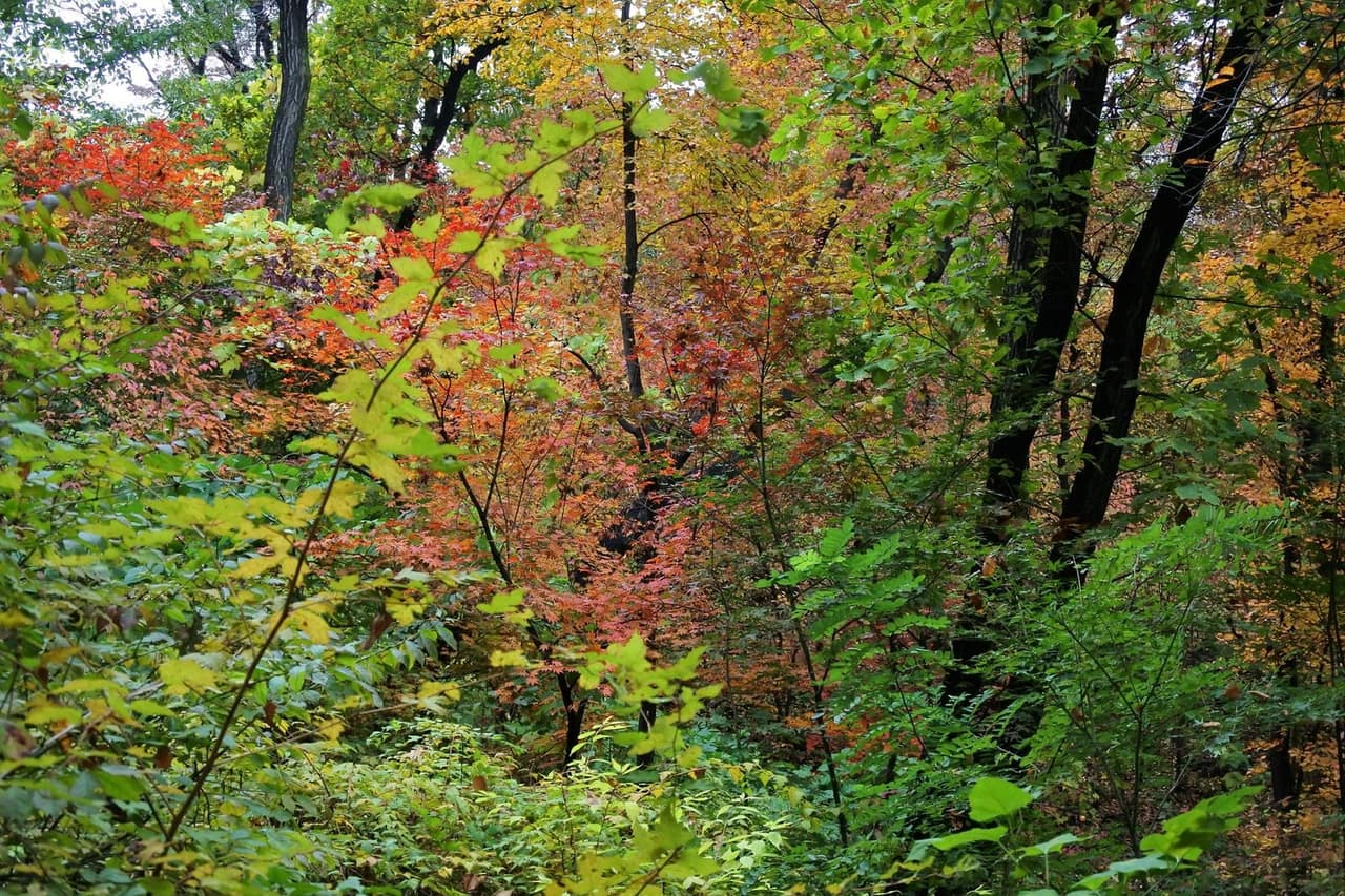 Orange autumn leaves in Namsan Park