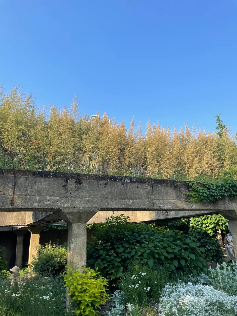 Bamboo and flower beds in Seoul Forest